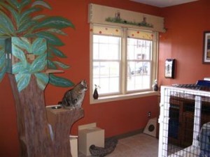Cat Boarding in Cedar Rapids, IA