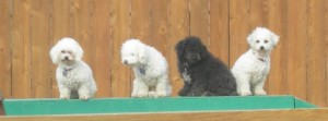 Fun Boarding Services For Dogs Dog Boarding Services in Cedar Rapids, IA
