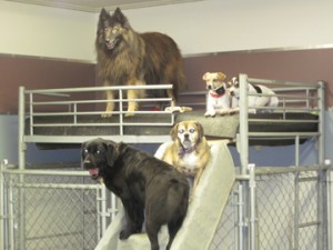 Dog Boarding Bedding in Cedar Rapids IA 