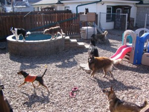 Kennel Yard in Cedar Rapids IA 